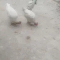 خروس|حیوانات مزرعه|شیراز, کوشک میدان|دیوار