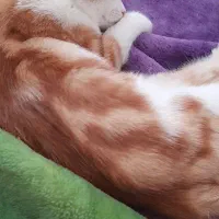 گربه نژاد DSH|گربه|بیرجند, |دیوار