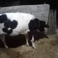 گاو و گوساله فروشی