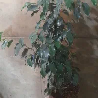 بنجامین سبز وابلق وامستل|گل و گیاه طبیعی|تهران, جمال‌زاده|دیوار
