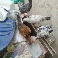 جوجه محلی زیر مرغی
