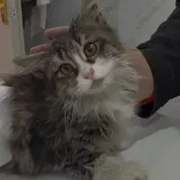 سرپرستی گربه|گربه|پردیس, فاز ۴|دیوار