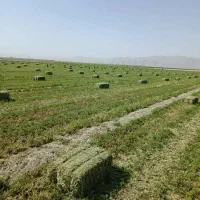 پرس یونجه،یونجه خورد کرده،کاه گندم وپرس گندم