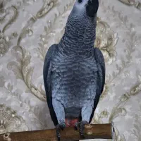 جوجه کاسکو ۷ ماهه سخنگو(جوجه شاه تخم،جامبو)