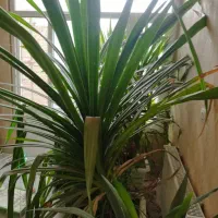 فروش گل گیاه