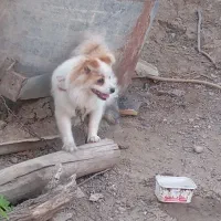 سگ پامر