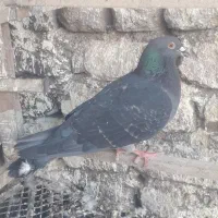 کبوتر
