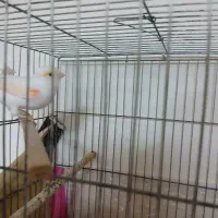 قناری موزایکی|پرنده|رشت, حمیدیان|دیوار