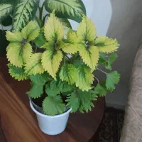 گل طبیعی ایوان