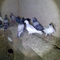 فروش کبوتر