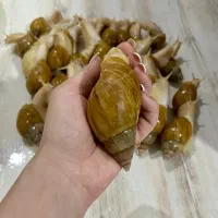 حلزون دونه‌ای ۳۰ هزارتومان