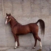 اسب|اسب و تجهیزات اسب‌سواری|قم, محمد آباد|دیوار
