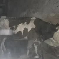 فروش هشت عدد ماده گاو درجه یک|حیوانات مزرعه|حسین آباد, |دیوار