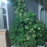 شمشاد|گل و گیاه طبیعی|شیراز, دارالرحمه|دیوار