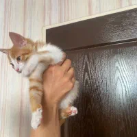 واگذاری رایگان گربه|گربه|کرمان, |دیوار