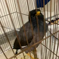 مرغ مینا نر نیمه سخنگو