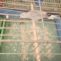 تعدادی پرنده|پرنده|شیراز, شهرک سراج|دیوار