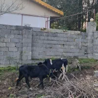 ورزاکوله صحرایی ۲عدد|حیوانات مزرعه|احمدسرگوراب, |دیوار