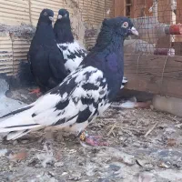 کبوتر کله ای درسوسنگرد.|پرنده|اهواز, منازل کارون|دیوار