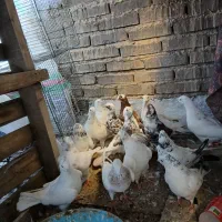 کبوتر|پرنده|تهران, صادقیه|دیوار