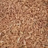 گندم آبی پیشگام بذری فقط ۲۴۰۰۰