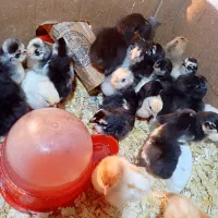 جوجه گلین گردن لختی برهما