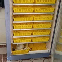 دستگاه جوجه کشی|لوازم جانبی حیوانات|بیرجند, |دیوار