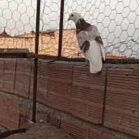 کبوتر پرشی|پرنده|ساری, |دیوار