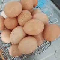 تخم مرغ خانگی