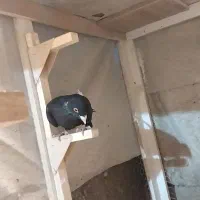 قره سیاه سوسنی|پرنده|شیراز, سعدیه شمالی|دیوار