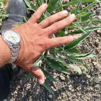 مشاوره کاشت گیاه آنغوزه