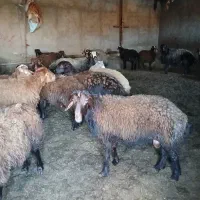 گوسفند کشتاری|حیوانات مزرعه|هریس, |دیوار