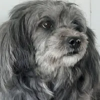 پانسیون سگ و گربه VIP|خدمات پیشه و مهارت|شهریار, شهریار|دیوار