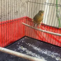 قناری نر خوب|پرنده|اسلام‌شهر, شهرک امام حسین (میان آباد)|دیوار