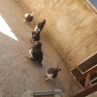 کبوتر|پرنده|شیراز, گلکوب|دیوار