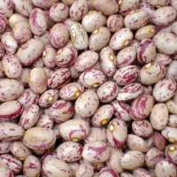 انواع لوبیا