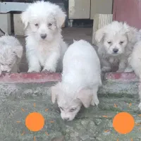 واگذاری توله ۲ماهه ریگان