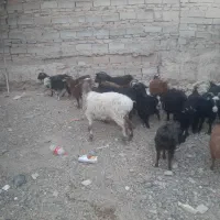 بز وبزغاله ویک بره جری ماده درشت وچاق|حیوانات مزرعه|زاهدان, |دیوار