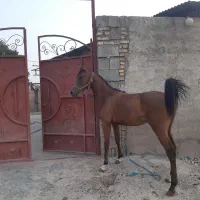 اسب