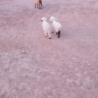 میش جملی|حیوانات مزرعه|زیرکوه, |دیوار