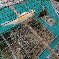 فروش پنج عددقناری،دوتانر،سه تاماده