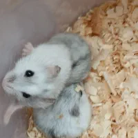 همستر کمپل فوری