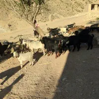 بز داشتی|حیوانات مزرعه|خرم‌آباد, |دیوار