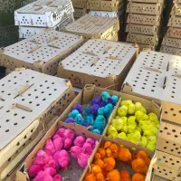 جوجه رنگی ارسال از قم