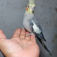 عروس هلندی نر سخنگو|پرنده|رانکوه, |دیوار