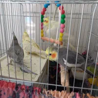 عروس هلندی|پرنده|قم, سید معصوم|دیوار