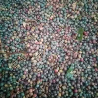 بنه کوهی تازه