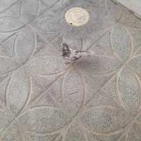 کبوتر|پرنده|حبیب آباد, |دیوار