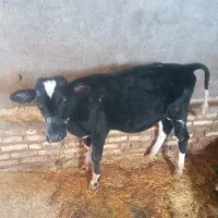 گوساله|حیوانات مزرعه|دالاهو, |دیوار