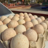 تخم بوقلمون خوراکی